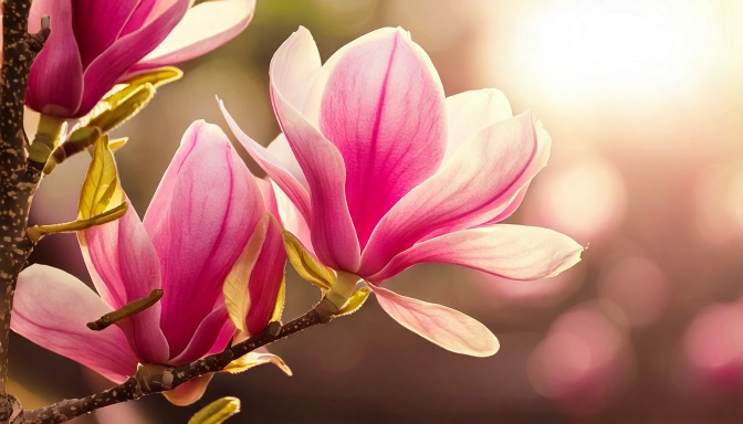 Firefly Magnolia Tree Blossom In Springtime. Tender Pink Flowers Bathing In Sunlight. Warm April Wea2